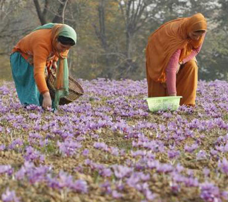 Những người phụ nữ đang thu hoạch hoa nghệ trên cánh đồng ở Pampore, Ấn Độ. Đây là loài hoa đặc trưng của mùa thu ở quốc gia Nam Á này.